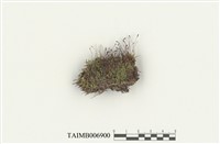 藏品(小壺苔屬)的圖片